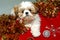 Shih Tzu Christmas