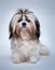 Shih tzu dog