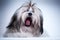 Shih tzu dog