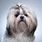 Shih tzu dog