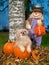 Shih Tzu Dog in autumn Halloween pumpkin