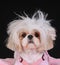 Shih Tzu Dog Bad Hair Day