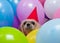 Shih Tzu dog in balloons