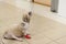 Shih Tzu dog with bandage in hospital
