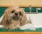 Shih Tzu dog bath in sink