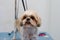 Shih-tzu dog breed grooming at the salon