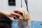 Shih-tzu dog breed grooming at the salon by groomer