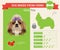 Shih Tzu Dog breed infographics.