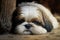 Shih tzu dog curled up on the ground. viewing the camera