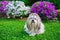 Shih tzu dog in garden