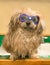 Shih Tzu Dog Goggles bath swimming kitchen sink