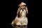 Shih tzu dog on isolated black background