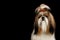 Shih tzu dog on isolated black background