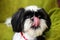 Shih Tzu dog lick