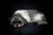 Shih Tzu dog lying down on black background