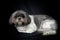 Shih Tzu dog lying down on black studio background