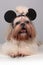 Shih Tzu dog in mickey mouse ears.