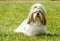 Shih Tzu Dog outdoor portrait