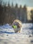 shih tzu dog plays with a ball in winter in the forest
