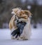 shih tzu dog plays with a glove in winter
