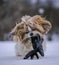 shih tzu dog plays with a glove in winter