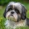 Shih Tzu dog portrait in a sunny summer day. Closeup portrait of a purebred Shih Tzu dog in the field. Outdoor portrait of a