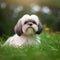Shih Tzu dog portrait in a sunny summer day. Closeup portrait of a purebred Shih Tzu dog in the field. Outdoor portrait of a