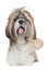 Shih tzu dog portrait on white