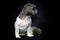 Shih Tzu dog profile portrait on black background