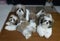 Shih Tzu dog puppies