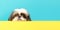 Shih Tzu dog puppy peeking over pastel bright background. advertisement,