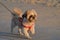 Shih Tzu dog with red leash during a walk