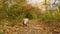 Shih Tzu dog running in the autumn park