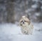shih tzu dog runs in the deep snow in winter and shows his tongue