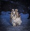 shih tzu dog runs on the road at night in winter