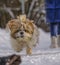 shih tzu dog runs through the snow in winter for a glove