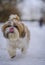 shih tzu dog runs through the winter park and shows his tongue