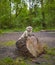 shih tzu dog sits on a large sawn stump in the forest