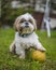 shih tzu dog stands with a ball in the green grass in the park