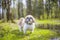 shih tzu dog stands in the green grass near a stream in the forest