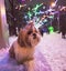 shih tzu dog stands on the road in the park and looks at the illumination