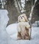 shih tzu dog stands in the snow in winter with a stick