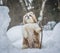 shih tzu dog stands in the snow in winter with a stick