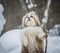 shih tzu dog stands in the snow in winter with a stick