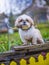 shih tzu dog stands on a stone in the green grass