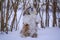 shih tzu dog stands in the thicket in winter