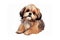 Shih Tzu Dog Sticker On Isolated Transparent Background Logo