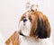 Shih Tzu dog in studio on a white