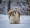 shih tzu dog walks in deep snow in the forest