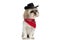 Shih tzu dog wearing a black hat and red bandana